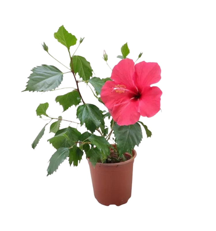 Hibiscus