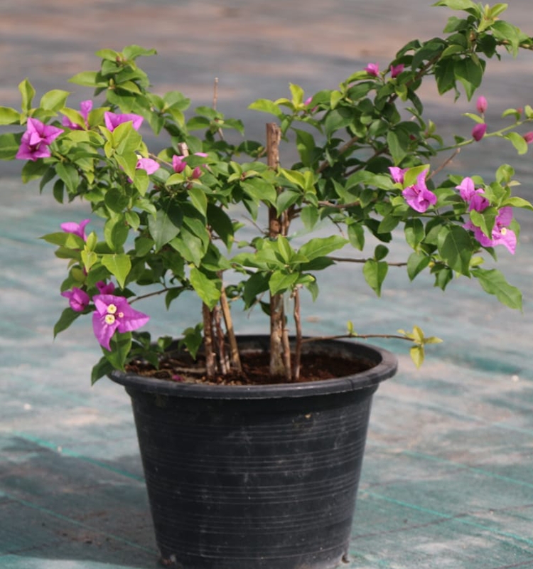 Bougainvillea