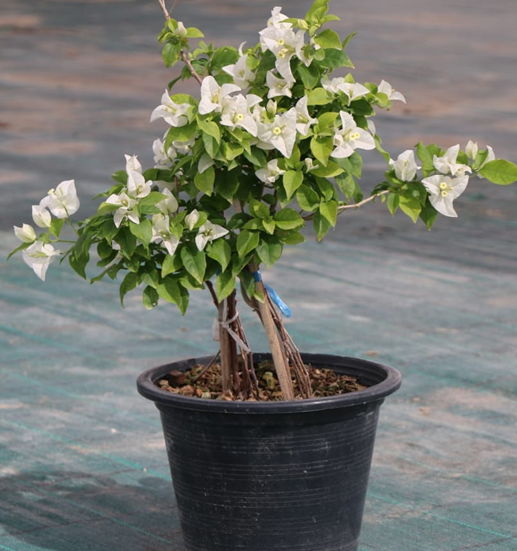 Bougainvillea