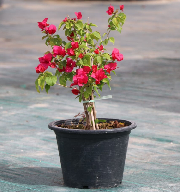 Bougainvillea