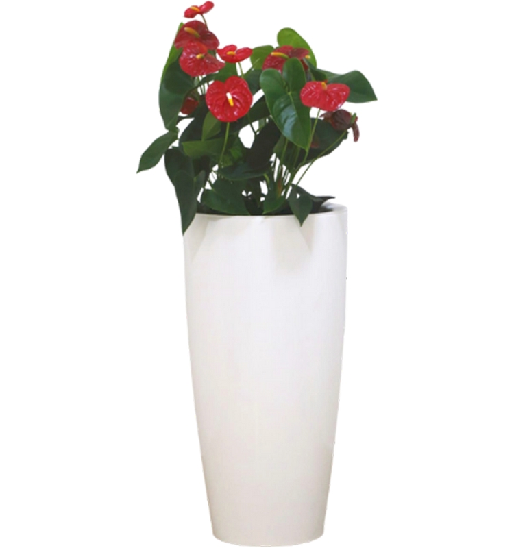 Anthurium Diamond Red Dual Plant