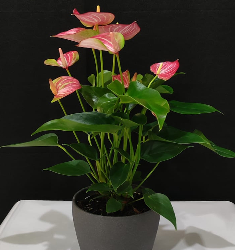 Anthurium in Ceramic Pot