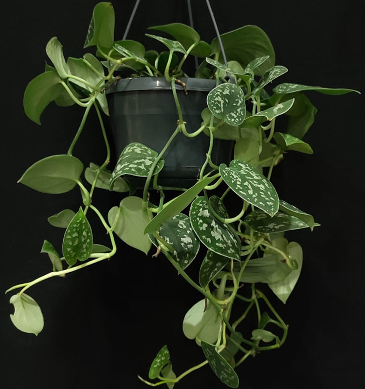 Satin Pothos