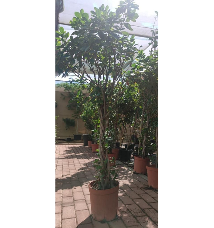 Ficus Panda Twisted Trunk