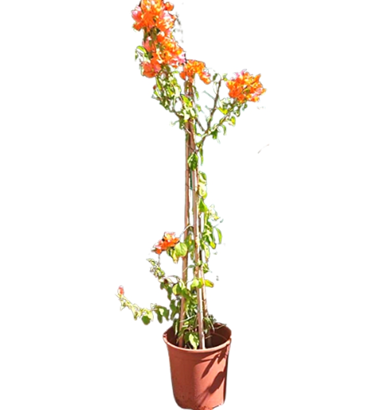 Bougainvillea Orange