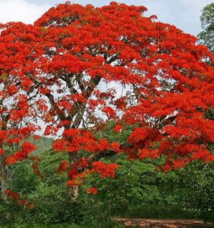 Delonix Regia