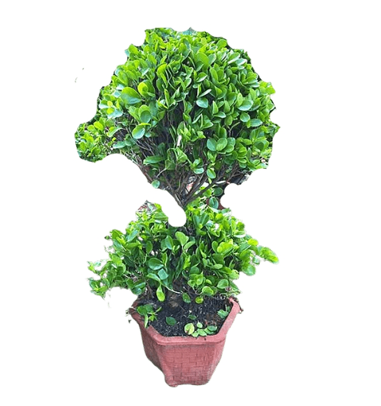 Ficus Panda 2 Head