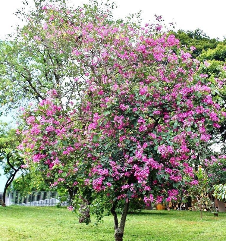 Bauhinia