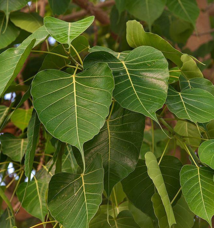 Ficus Religiosa