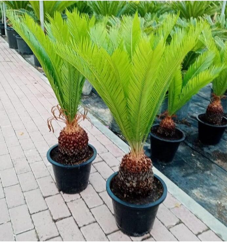 Cycas Revoluta