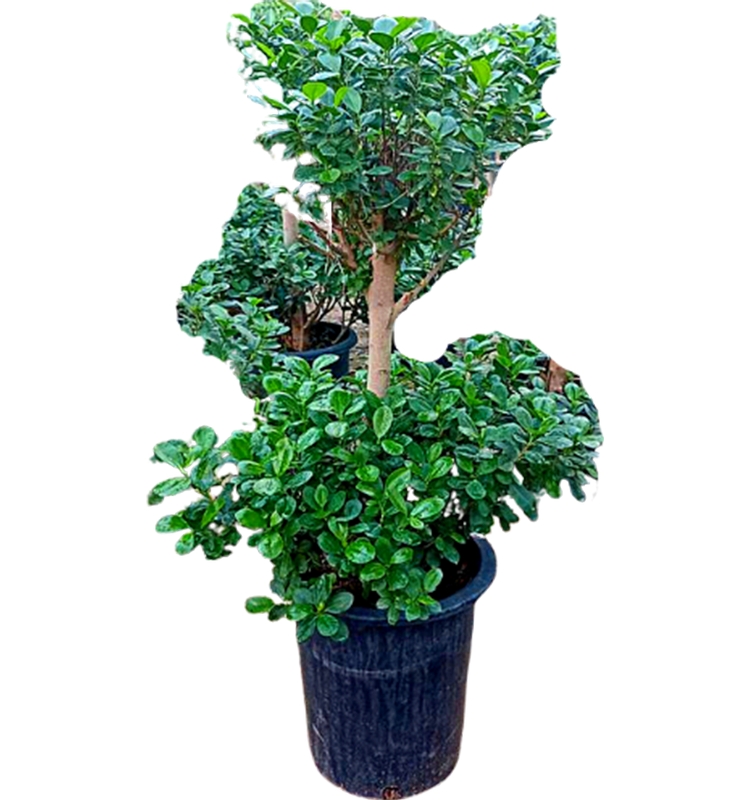 Ficus Panda Two Steps