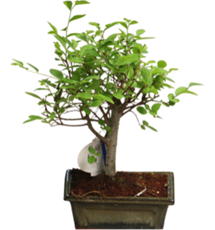 Bonsai mixed