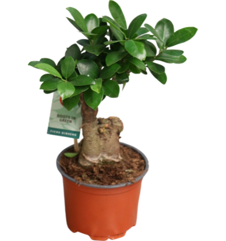 Ficus ginseng