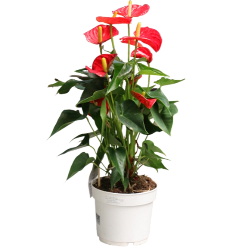 Anthurium