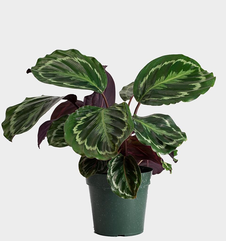 Calathea