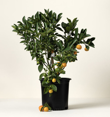 Image of Citrus Citrofortunella