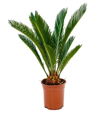 Cycas Revoluta