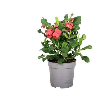 Euphorbia Red