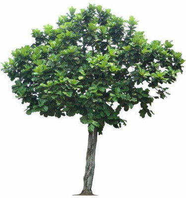 Ficus Benghalensis