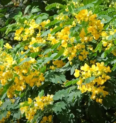 Cassia Glauca