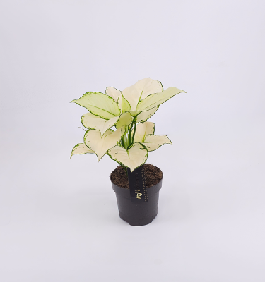 Aglaonema white joy