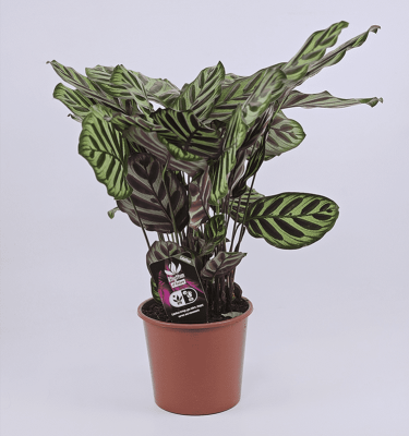 Calathea makoyana