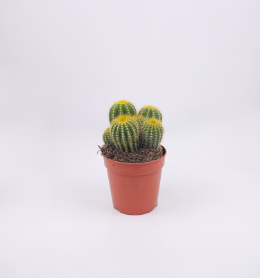 Erio cactus