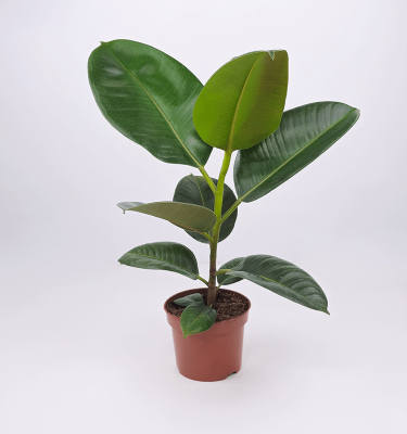 Rubber plant