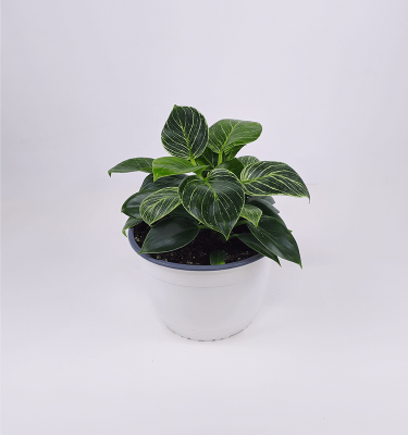 Philodendron white wave