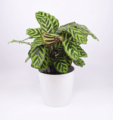 Calathea Makoyana w/ceramic pot