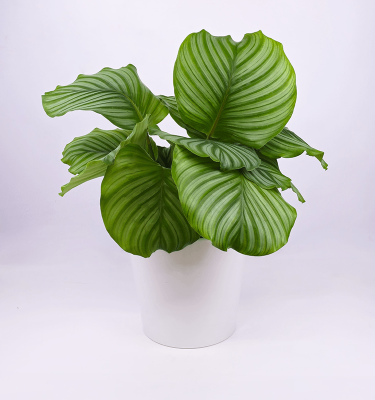 Calathea orbifolia w/ceramic pot