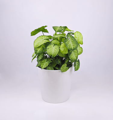 Syngonium w/ceramic pot