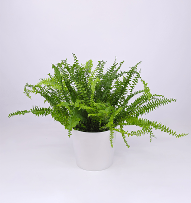 Boston fern w/ceramic pot