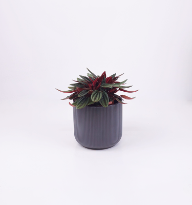 Peperomia bambino