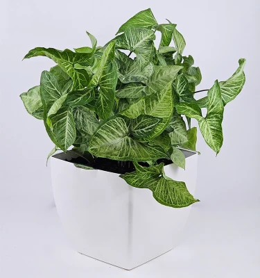 Syngonium in white planter