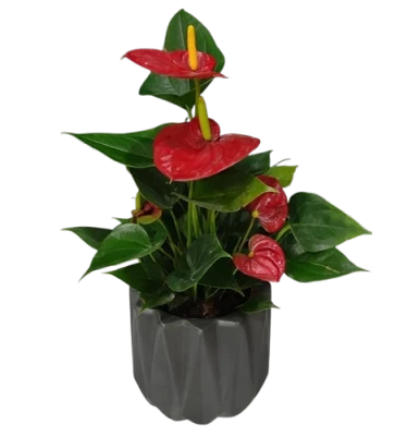 Anthurium  in Ceramic Pot