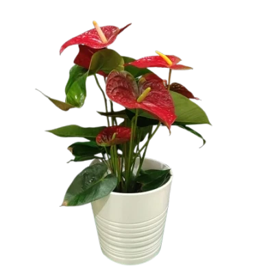 Anthurium