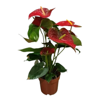 Anthurium