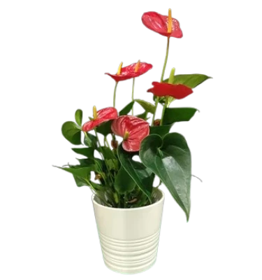 Anthurium