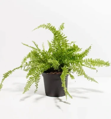 Nephrolepis(Fern)