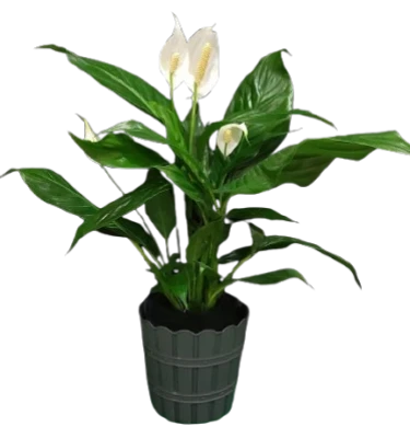 Spathiphyllum (peace Lily)