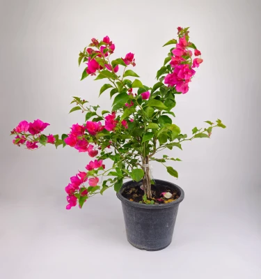 Bougainvillea red