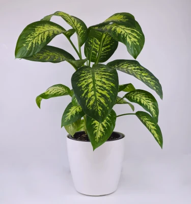 Dieffenbachia W/White Planter