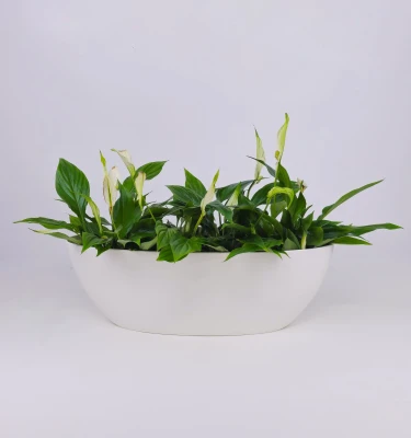 Peace lily W/White Planter