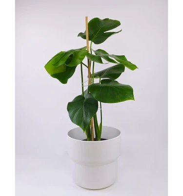 Monstera W/White Planter