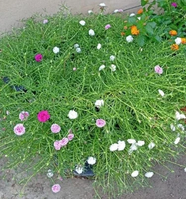 Portulaca Grandiflora