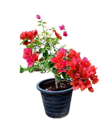 Bougainvillea