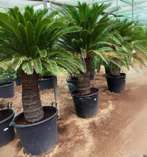 Cycas Revoluta (Sago Palm)