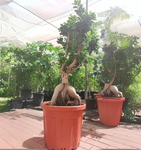 Ficus Bonsai