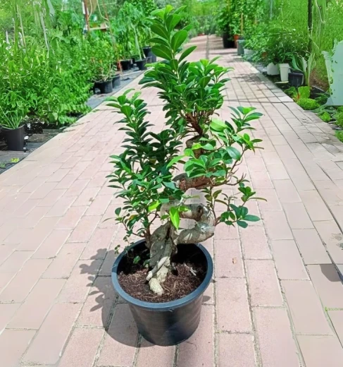 Ficus Bonsai A Shap